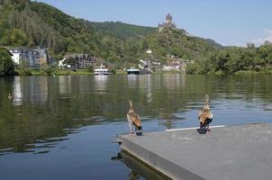 cochem an der mosel in deutschland foto