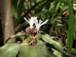 weiße blume der pflanze cryptanthus acaulis blüht so schön. Dieses Foto eignet sich für alle Arten von Natur, Blumen, Baumschulen und Grünanlagen.