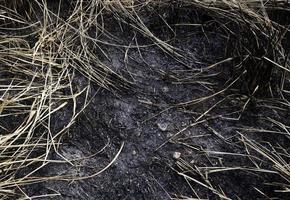 kürzlich verbrannter Waldbrandsmork foto