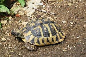 große braune schildkröte auf dem gras foto