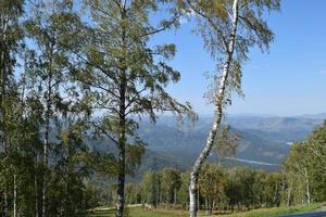 Birken am Hang vor dem Hintergrund des Altai-Gebirges foto