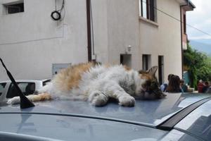Die Katze schläft auf dem Autodach foto