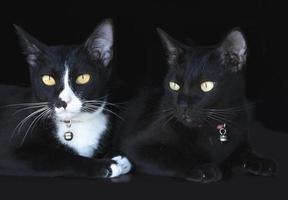 Porträt zwei schwarze Katze auf schwarzem Hintergrund foto