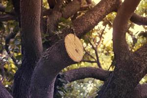 jungen Baum und Grün schneiden foto