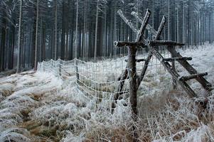 Horten und Waldgras foto