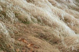 Raureif auf Gras foto