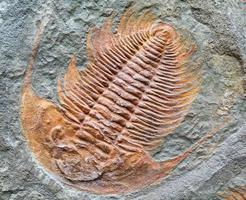 versteinertes Tier - Trilobit fossill. foto