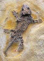 versteinertes Tier - Reptilienfossil foto