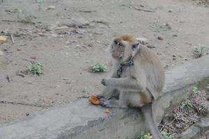 selektive Fokussierung auf einen langschwänzigen Affen, der mit einer Eisenkette um den Hals gebunden ist, ein wildes Tier, das als Haustier eines Bewohners gehalten wird foto