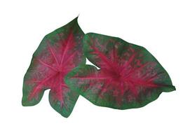 Caladium- oder Caladium-Bicolor-Entlüftungsblatt. Schließen Sie herauf den exotischen grünen und roten Blattbusch, der auf weißem Hintergrund lokalisiert wird. foto