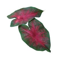 Caladium- oder Caladium-Bicolor-Entlüftungsblatt. Schließen Sie herauf den exotischen grünen und roten Blattbusch, der auf weißem Hintergrund lokalisiert wird. foto