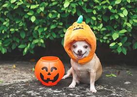 Brauner Kurzhaar-Chihuahua-Hund mit Halloween-Kürbishut, der auf Zementboden sitzt, und grüner Blätterhintergrund mit Halloween-Kürbiskorb aus Kunststoff. foto