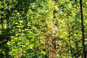 gelbe Blätter der Eberesche im grünen Wald foto