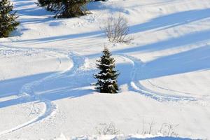 Skispuren rund um die Tanne am Schneehang foto