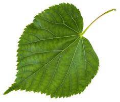 frisches Blatt des Tilia-Cordata-Baums isoliert foto