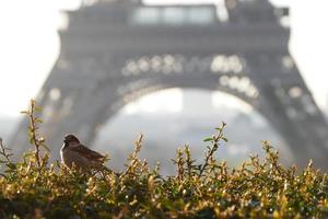sparrow mit teilweisem blick auf den eiffelturm im hintergrund während der goldenen stunde foto