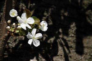 Sakura-Saison - Kirschblütenbaum in Tokio, Japan foto