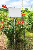 brett und rosenstrauch nahe weinberg im elsass foto