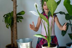 Mädchen verpflanzt eine Topfpflanze in einen neuen Boden mit Drainage. Spathiphyllum Sensation, Topfpflanzenpflege, Gießen, Düngen, die Mischung mit einer Kelle bestreuen und in einen Topf stampfen foto
