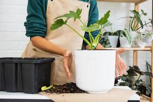 Umpflanzen einer heimischen Philodendronpflanze in einen neuen Topf. Eine Frau pflanzt einen Stengel mit Wurzeln in einen neuen Boden. Pflege und Reproduktion für eine Topfpflanze, Hände aus nächster Nähe foto