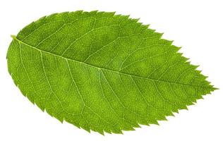 grünes blatt der rosa canina heckenrose isoliert foto