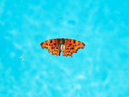 Tote Insekten und Schmetterlinge auf der Wasseroberfläche foto