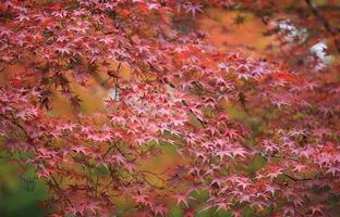 Herbstrote Blätter in Japan Kyoto foto