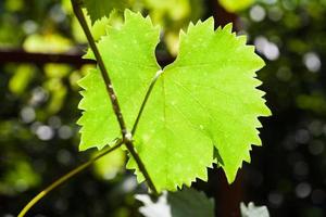 grünes traubenblatt, das von der sonne im weinberg beleuchtet wird foto