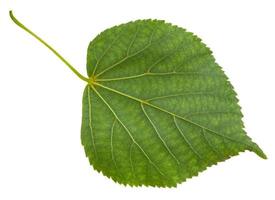 Rückseite des grünen Blattes des Tilia-Cordata-Baums foto