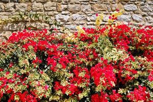 rote Blumen und braune Steinmauer foto