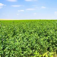 Alfalfa-Gras auf der grünen Wiese unter blauem Himmel foto