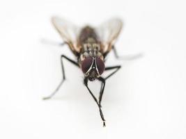Fliege reibt Beine hautnah auf Weiß foto
