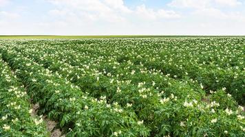Kartoffelpflanze auf Gartenbeeten auf dem Feld in Frankreich foto