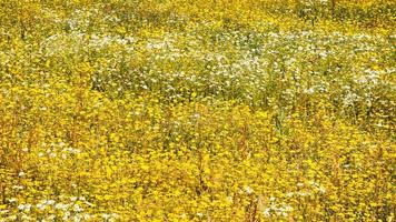 weiße und gelbe Kamillenblüten auf der Wiese foto