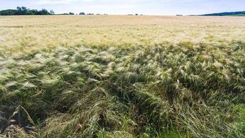 Blick auf das Gerstenfeld in der Region Picardie in Frankreich foto