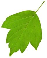 Rückseite des grünen Eschenblattes foto