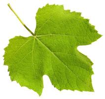 grünes blatt der weinrebepflanze vitis vinifera foto