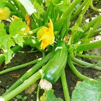 grüne Zucchini im Garten foto