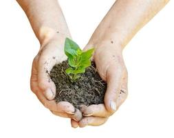 Erde und grüner Sprössling in Bauernhänden foto