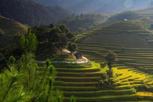 Reisfelder auf Terrassen in Vietnam foto