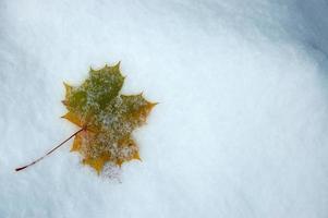 Blatt auf Schnee foto