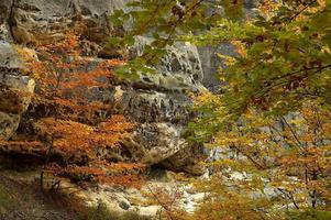 Baum auf Felsen foto