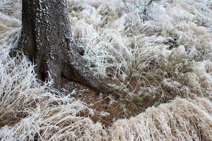 Baum und Gras foto