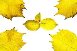 Blätter der gelben Erle foto