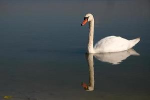 Schwan am See foto