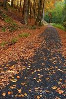 Waldweg mit einem Baum foto