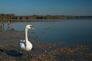 Schwan und See foto