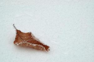 Blatt und Schnee foto