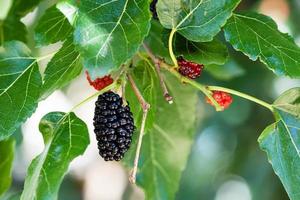 schwarze und rote Beeren am Maulbeerbaum foto