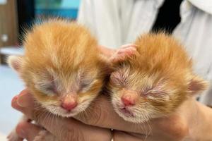 Der Kopf eines kleinen neugeborenen goldenen Kätzchens mit Augen, die sich nach der Geburt noch nicht geöffnet haben, und einer rosa Nase liegt in der Hand des Besitzers, ein Foto eines neugeborenen Kätzchens aus nächster Nähe.